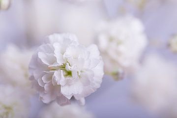 Weiße Schleierkrautblüte von Marjolijn van den Berg