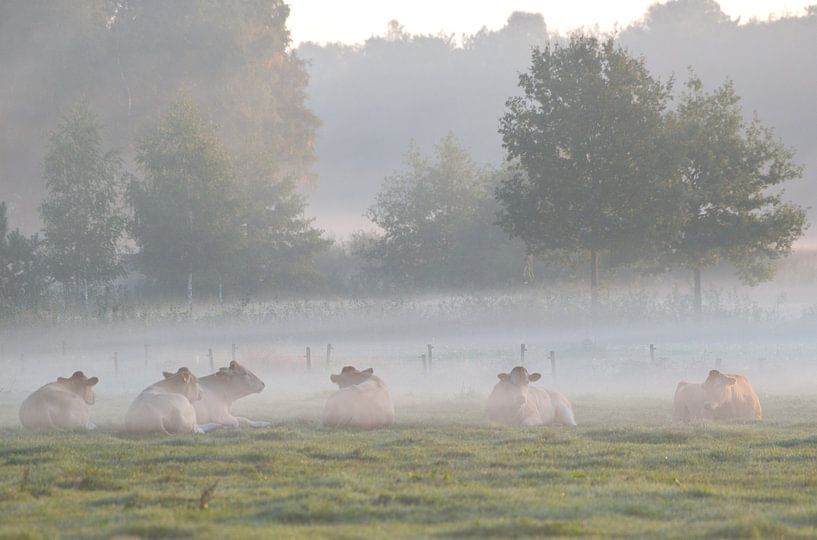 koeien in de mist by Petra De Jonge