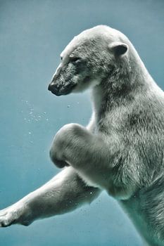 Eisbär Ruhe bewahren