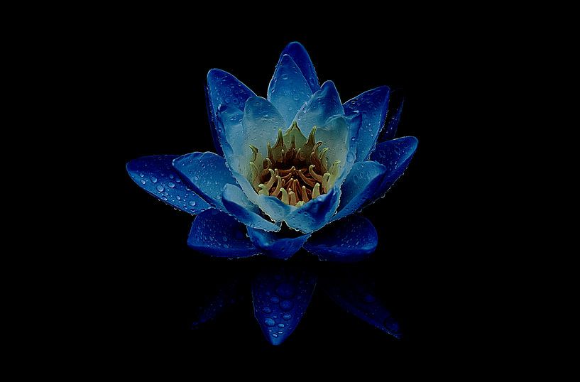 Water Lily by Martin Weijmer