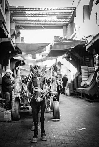 Marrakesh Medina Souks ezel Marokko van Benjamien t'Kindt