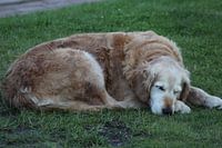 Golden retriever