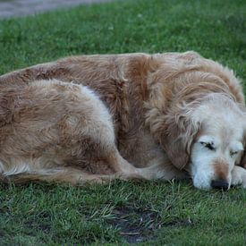 Golden retriever van Ilona Beekman