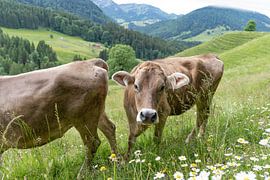 Les vaches de l'Allgäu en Bavière - Des vaches en liberté sur les montagnes verdoyantes