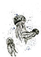 Jellyfish
