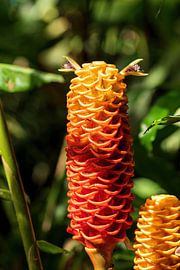 Red pine cone ginger, beautiful flower from beautiful Costa Rica by Mirjam Welleweerd