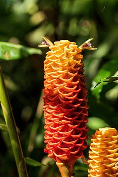 Red pine cone ginger, prachtige bloem uit het mooie Costa Rica