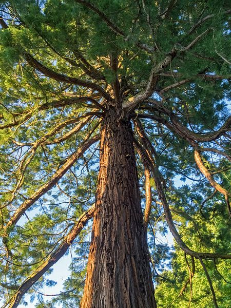 Mammutbaum Sequoia von Katrin May