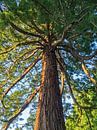 Mammutbaum Sequoia von Katrin May Miniaturansicht