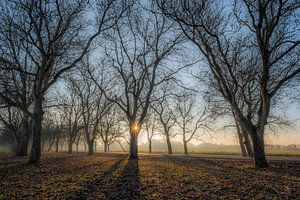 Magische Sonnenstrahlen zwischen Walnussbäumen Notenlaan Mariënwaerdt