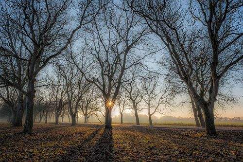 Magische zonnestralen tussen walnotenbomen Notenlaan Mariënwaerdt
