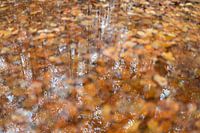 Autumnal leaves in a rain puddle