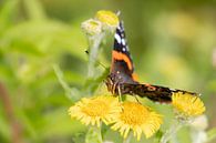 Red admiral on the yellow flower of the tree of honor by Bas Ronteltap thumbnail