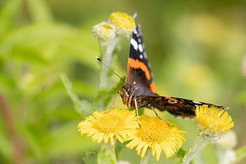 Red admiral on the yellow flower of the tree of honor