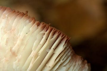Detail opname van een paddenstoel van Doriene Ruff - de Jong