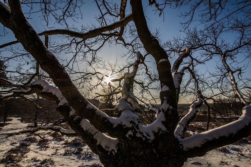 the sun through the branches by Bart Liesenborgs