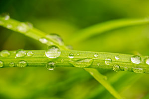Wassertropfen auf Grashalmen III