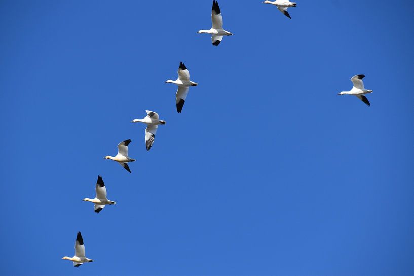 Snow geese in autumn by Claude Laprise