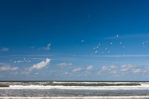 Meeuwen boven de branding op Texel