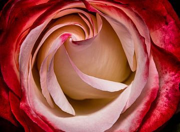 Roses are red, but fortunately not all by foto by rob spruit
