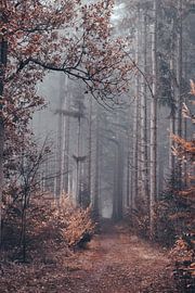 Fog in the forest