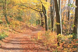La route forestière aux couleurs de l'automne sur Roger Hagelstein