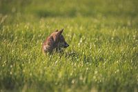 Jeune renardeau dans l'herbe