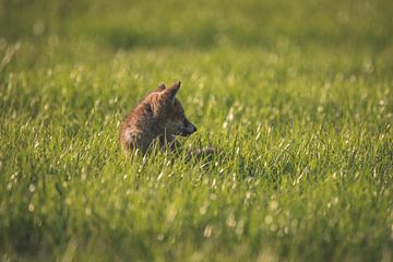 Jeune renardeau dans l'herbe sur Marjolijn Barten