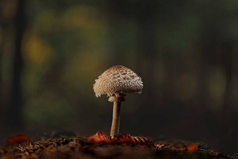 Jonge Parasol in de avondzon van Thomas Heins