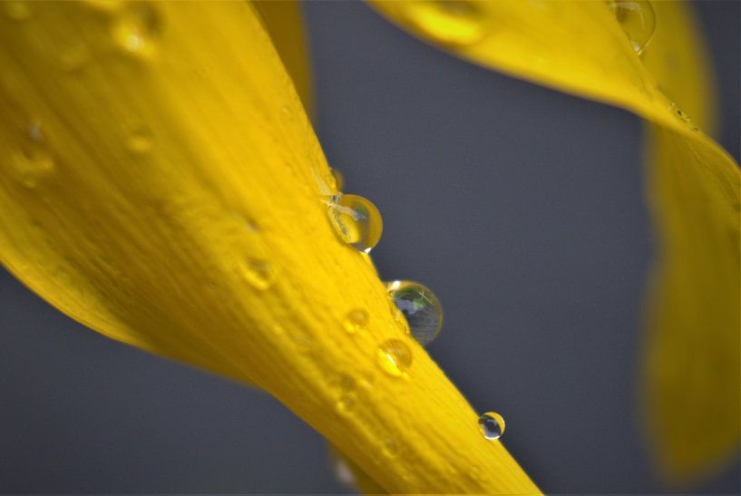 Zonnebloem macro van Bert Kottier
