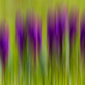 Krokusse - ICM-Fotografie von Ursula Di Chito - Fotografie und Fotokunst