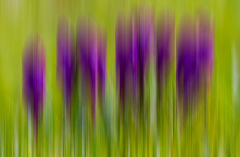 Crocuses - ICM Photography by Puravida - Photography and photo art