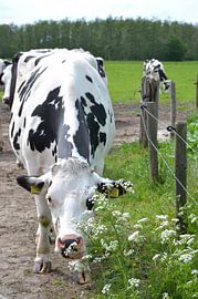 Koe by Suzanne van der Lubbe