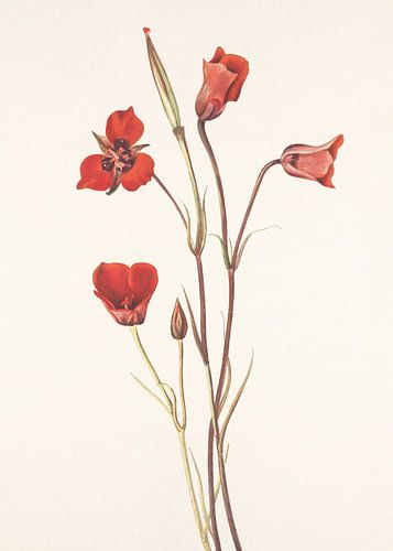 Mariposa écarlate tiré de North American Wildflowers (1925) par Mary Vaux Walcott