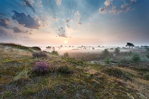 Morning glory van Olha Rohulya