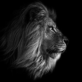 Afrikanischer Löwe mit dunklem Hintergrund von Daphne van Dam