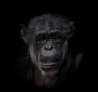 Chimpansee | Dark Animal Portrait van Ron Meijer Photo-Art thumbnail