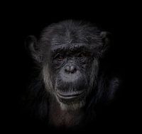 Chimpanzee | Dark Animal Portrait