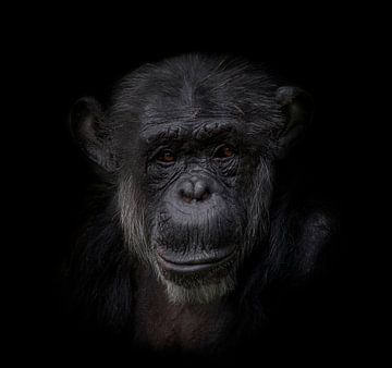 Schimpanse | Dunkles Tierporträt von Ron Meijer Photo-Art