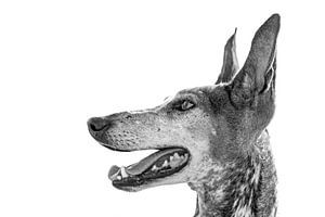 Porträt der Hunderasse Podenco Canario in schwarz-weiß