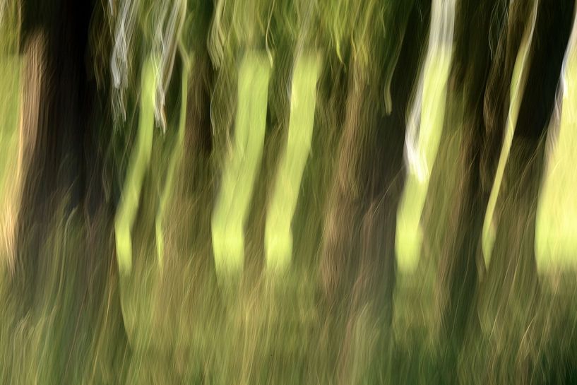 Tree trunks ICM technique by Carla van Zomeren