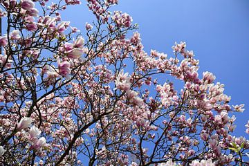 Prachtige magnolia van Frank's Awesome Travels