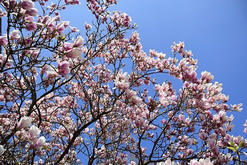 Prachtige magnolia
