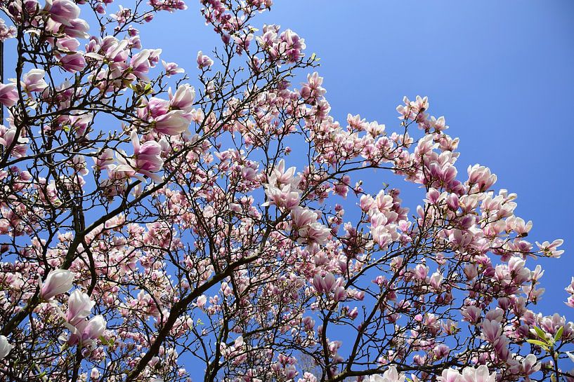 Prächtige Magnolie von Frank's Awesome Travels