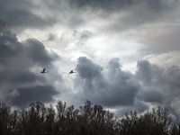 swans and clouds