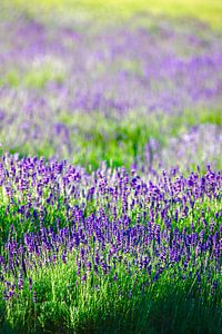 Lavendel