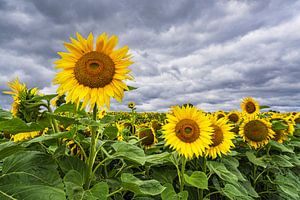 Sonnenblumenfeld zwischen Stäbelow und Clausdorf bei Rostock