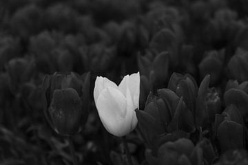 Zwarte tulpen rond één witte van Helene van Rijn