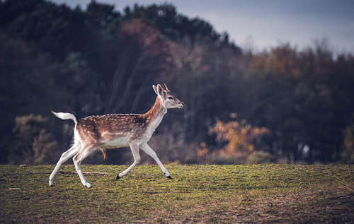 Deer AWD