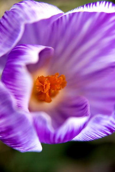 macrofoto van krokus, oranje meeldraden in een bloem | fine art foto print | bloemenkunst van Karijn | Fine art Natuur en Reis Fotografie